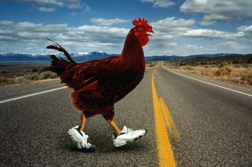 O privire asupra chicken road 2 inout