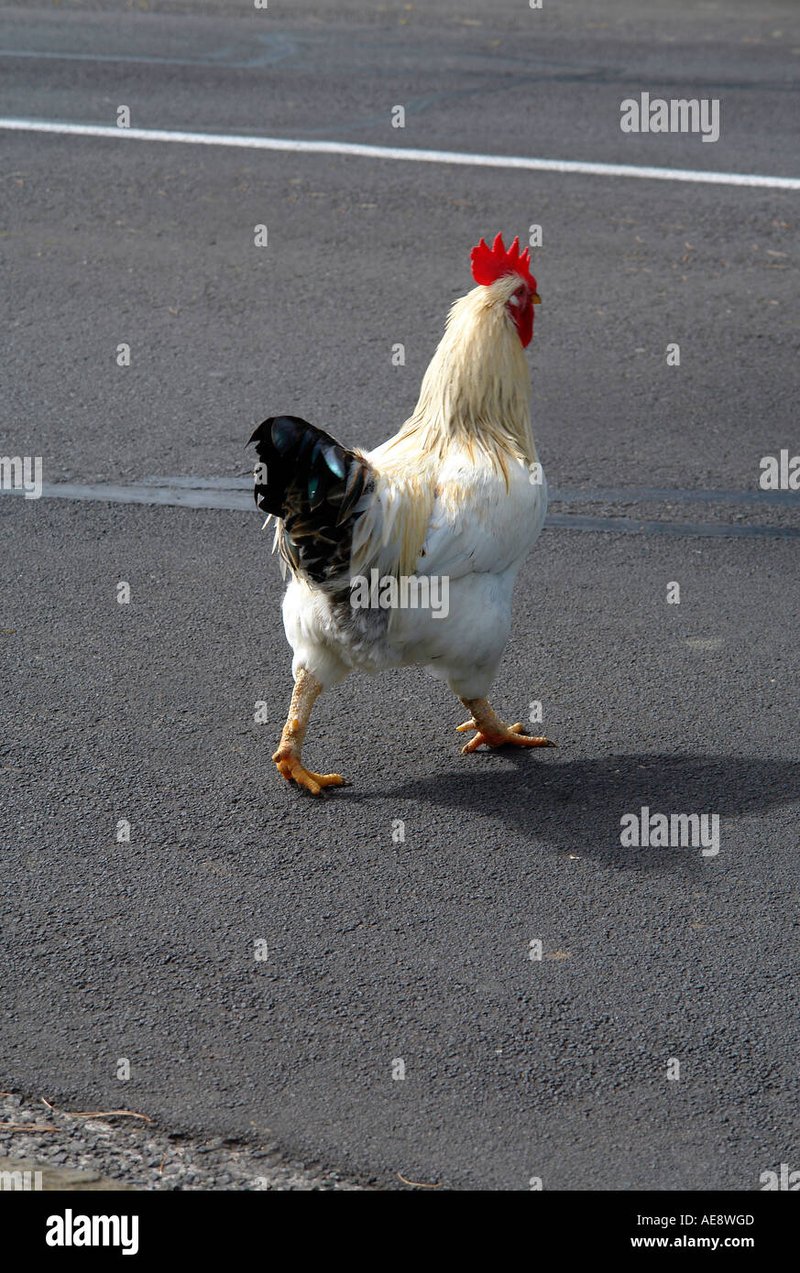Best chicken road in Spain